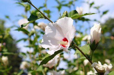 Bahçede çiçek açan amber çiçeği