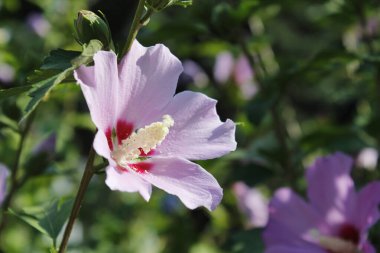 Bahçede çiçek açan amber çiçeği