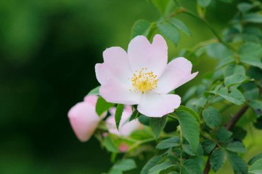 Bahçedeki güzel gül kalçası çiçekleri