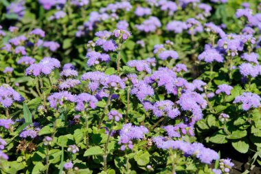 Bahçedeki güzel çiçekler