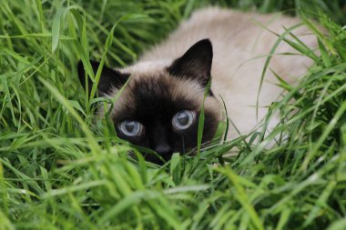 Kedi çimlerin üzerinde yatıyor. evcil