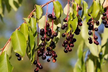 Olgun kuş kiraz üzümü