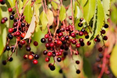 Olgun kuş kiraz üzümü