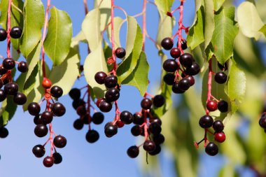 Olgun kuş kiraz üzümleri yakın plan.