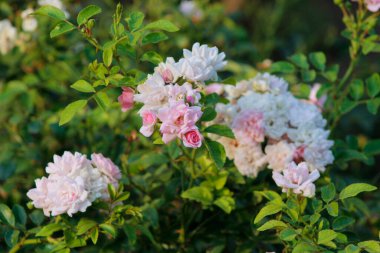 Bahçedeki güzel pembe çiçekler