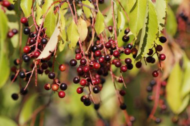 Olgun kuş kiraz üzümleri yakın plan.