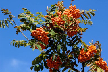 Olgun Rowan meyveleri bir ağaç dalında