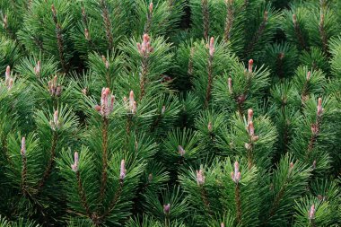 yeşil köknar ağacı koni ile