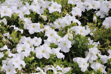 Bahçedeki beyaz petunya çiçekleri