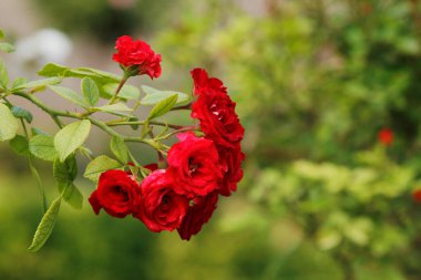 Bahçedeki kırmızı güller