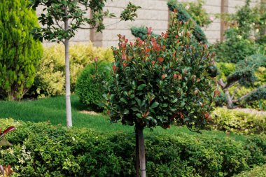 Bahçedeki güzel bitkiler