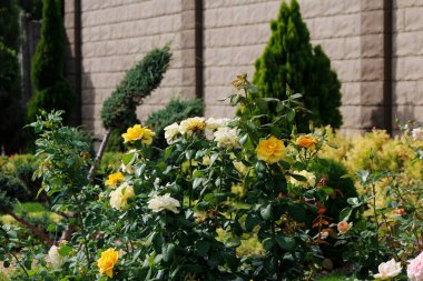 Bahçedeki güzel çiçekler