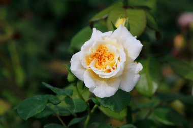 Bahçede güzel güller yakın