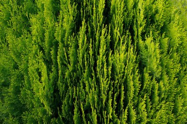 Dekoratif kozalaklı ağaç yakın plan.