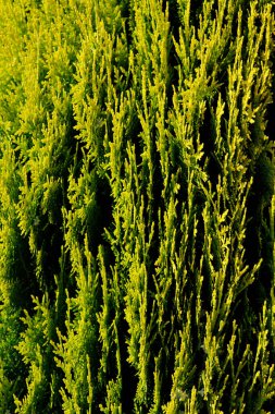 Dekoratif kozalaklı ağaç yakın plan.