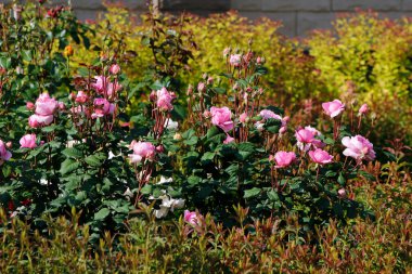 Bahçedeki güzel pembe güller
