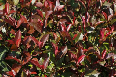 Bitkinin güzel kırmızı yaprakları. doğa arkaplanı.