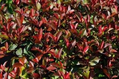 Kırmızı ve yeşil yapraklar arka plan