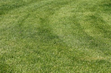 Çimenlikteki yeşil çimlerin dokusu