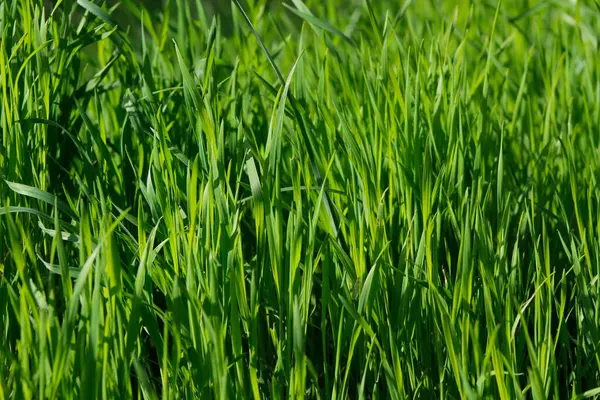 Bahçedeki yeşil çimenler