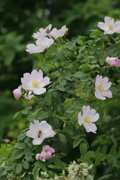 Baharda gül kalça çiçekleri