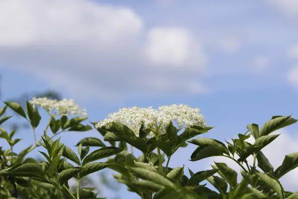 Yaşlı çiçekler gökyüzüne karşı