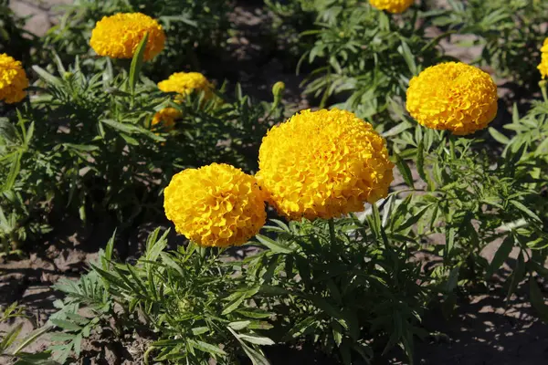 Bahçedeki kadife çiçekleri