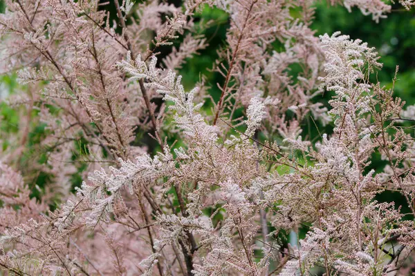 Bahçedeki güzel çiçekler