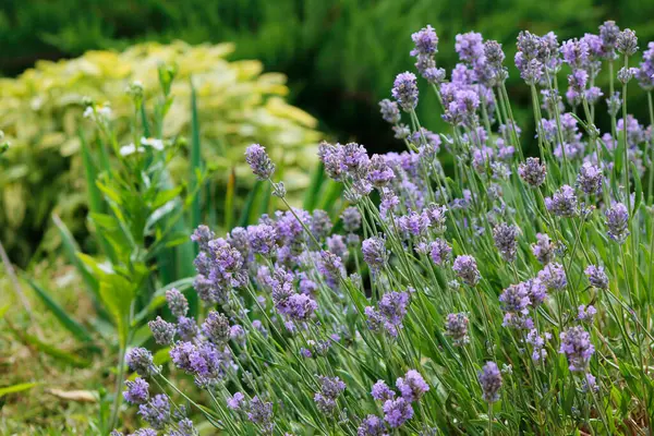 Lavanta çiçekleri ve diğer çiçekler