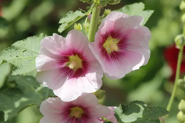 Bahçedeki güzel pembe mallowlar