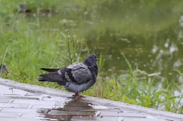 Gri güvercin yağmurda