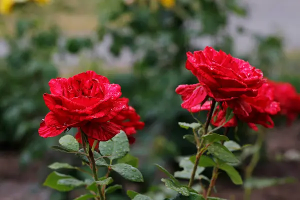 Bahçede güzel kırmızı güller