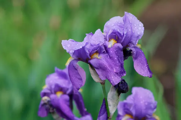 Yakın plan - bulanık arkaplanda mor bir iris çiçeğinin görüntüsü