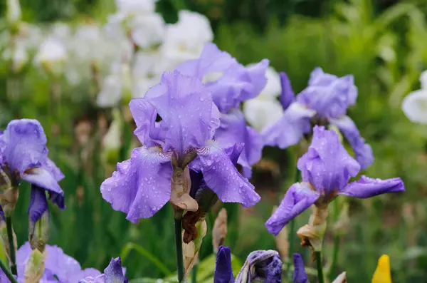 Bahçedeki güzel iris çiçekleri