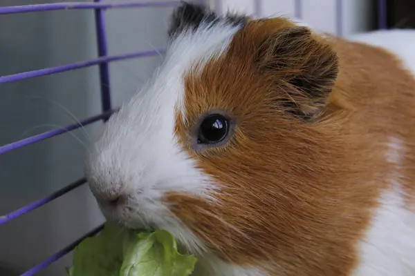 Kobay marul yaprağı yiyor.