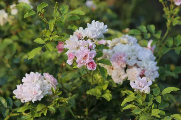 Bahçedeki güzel pembe çiçekler