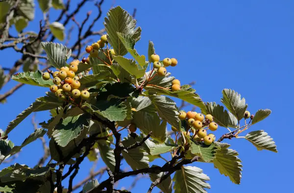 Olgun meyveler gökyüzünün arka planında