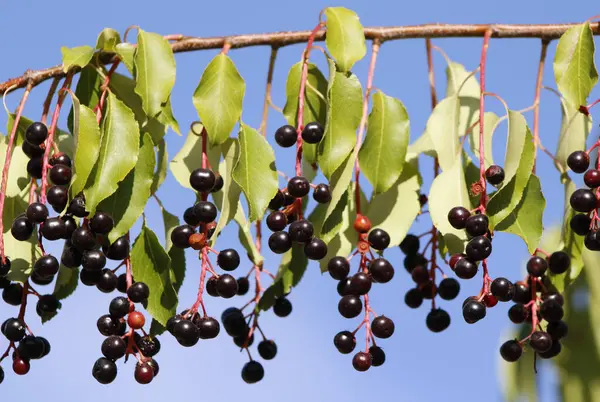 Olgun kuş kiraz üzümleri yakın plan.