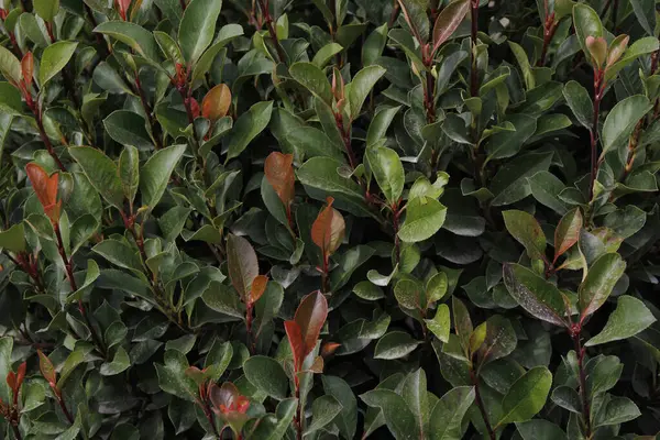 Arkaplan olarak bitkinin yeşil yaprakları