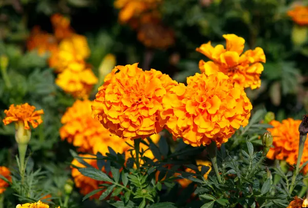 Bahçedeki kadife çiçeği