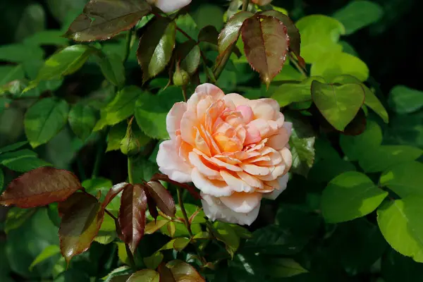 Çalılıklarda güzel güller