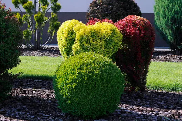 yeşil ve sarı çalılar dekoratif