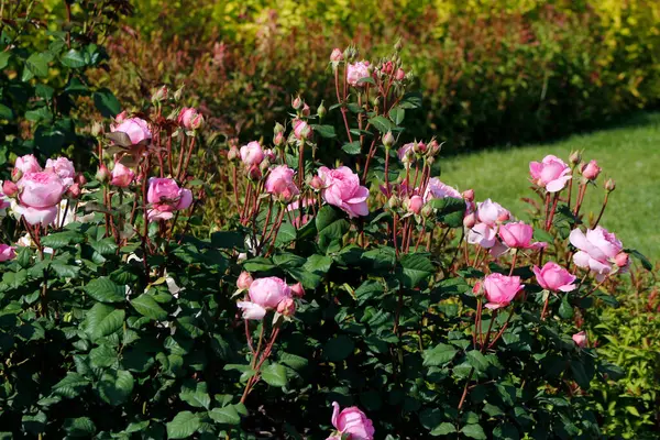 Bahçedeki güzel pembe güller