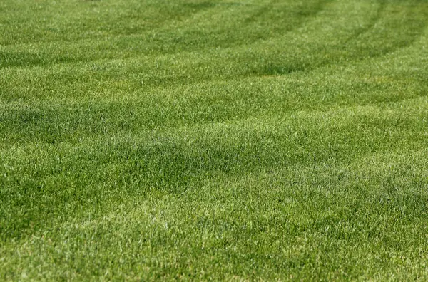 yeşil arka planda çimen