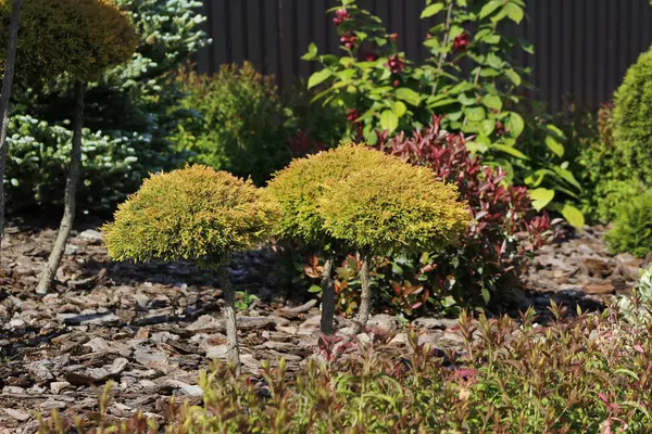 Yeşil ve turuncu çalılı bahçe tasarımı