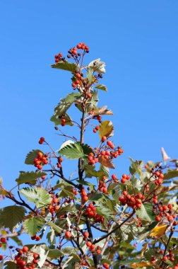 Ağaçtaki kırmızı meyveler