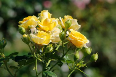 Bahçedeki güzel sarı gül