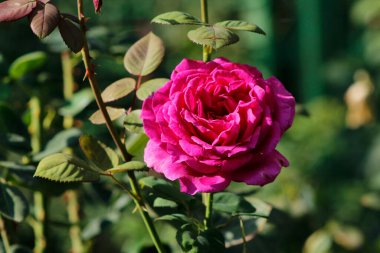 Bulanık arkaplanda pembe gül çiçeği