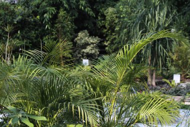 Seradaki süs bitkileri.