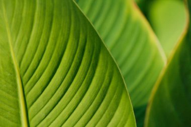 yeşil yapraklar arkaplan dokusunu kapat